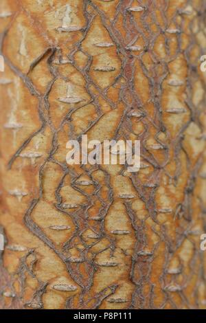 Detail der Silver Birch Stockfoto