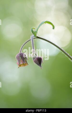 Blüte Wasser Avens in Quelle Wald Stockfoto