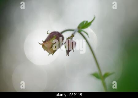 Blüte Wasser Avens in Quelle Wald Stockfoto