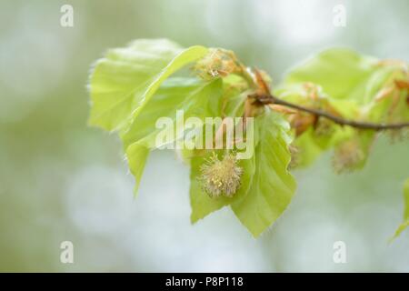 Blühende Buche Stockfoto