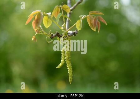 Männlicher Blütenstand der Gemeinsamen Nussbaum Stockfoto