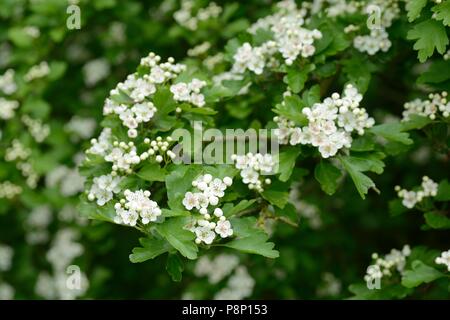 Blossom von Single-Saatgut Weißdorn Stockfoto