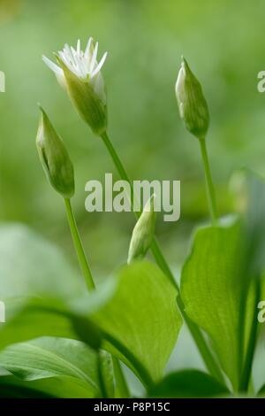 Blühenden Bärlauch Stockfoto