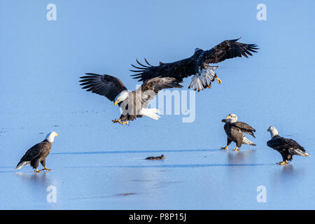 Weißkopfseeadler (Haliaeetus leucocephalus) kämpfen für Lachs in Nicomen Slough, Fraser Valley, Kanada Stockfoto