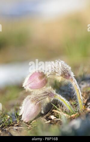 Blüte Frühling Pasque flower auf großer Höhe nach einer kalten Nacht Stockfoto