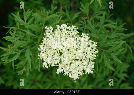 Blühende Gemeinsame elder Var. Lacinata, einem kultivierten Arten eingebürgert in den Niederlanden Stockfoto