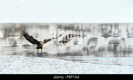 Weißkopfseeadler (Haliaeetus leucocephalus) kämpfen für Lachs in Nicomen Slough, Fraser Valley, Kanada Stockfoto