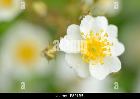 Blühende vielen blühenden Rose, ursprünglich aus Asien als dekorative Strauch, aber jetzt eingebürgerten Stockfoto