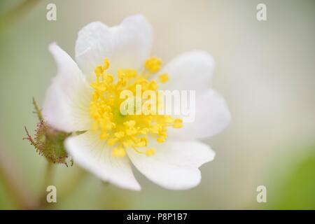 Blühende vielen blühenden Rose, ursprünglich aus Asien als dekorative Strauch, aber jetzt eingebürgerten Stockfoto