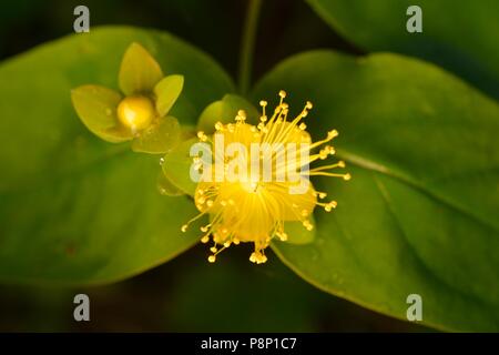 Blühende Tutsan Stockfoto