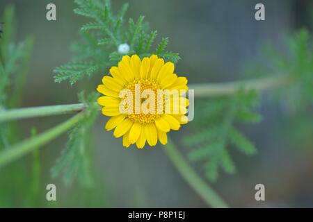 Detailansicht auf die Blume des Goldenen marquerite Stockfoto