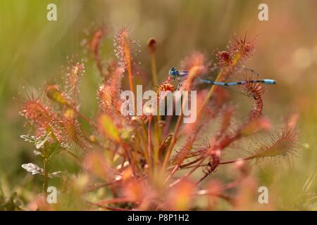 Länglich-leaved Sonnentau wachsen in der neuen Natur Stockfoto