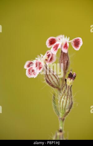 Blühende Kleinblütige catchfly Var. Quinquevulnera Stockfoto