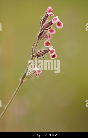 Blühende Kleinblütige catchfly Var. Quinquevulnera Stockfoto