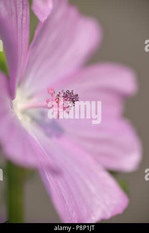 Detailansicht an blühenden Moschus - Malve Stockfoto