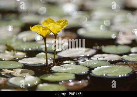 Blühende gesäumten Waterlilly Stockfoto