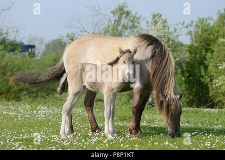 Mutter und Kind der Polnischen primitive Pferde füttern zwischen Frühling Blumen Stockfoto