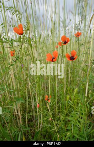 Blühende stachelige Poppy in wheatfield Stockfoto