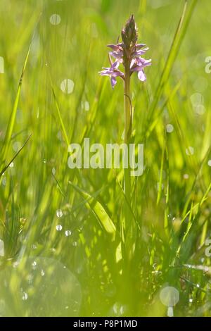 Blühenden südlichen Sumpf - Orchid Stockfoto