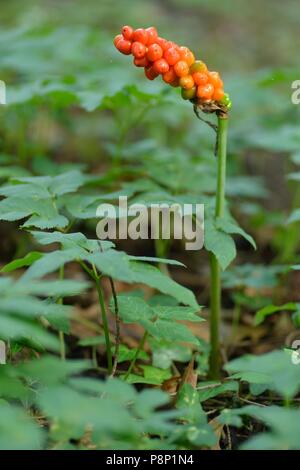 Giftige Beeren der Herren und Damen im Sommer Stockfoto