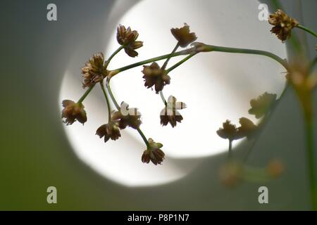 Blüte Stumpf-blühenden Rush Stockfoto