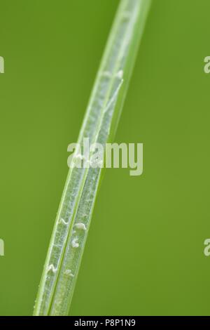 Detail der Stamm des stumpfen blühenden Rush Stockfoto