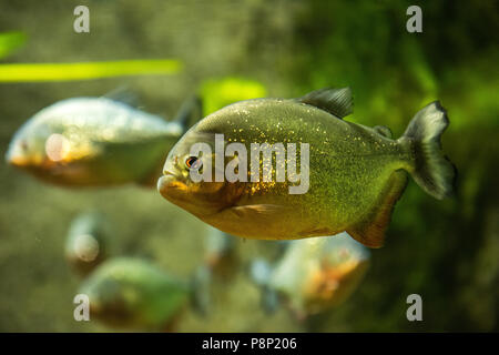 Piranha fischen unter Wasser Stockfoto