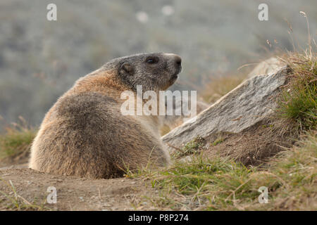 Marmot in Habitat Stockfoto