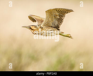 Fliegen Große Rohrdommel Stockfoto