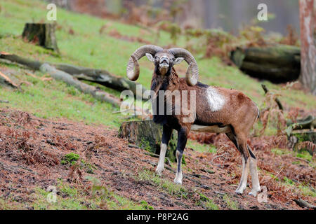 Big Mufflon ram mit beeindruckenden Hörner schnuppert Wenn es bereits eine weibliche bereit zu Paaren während der Brunft. Stockfoto