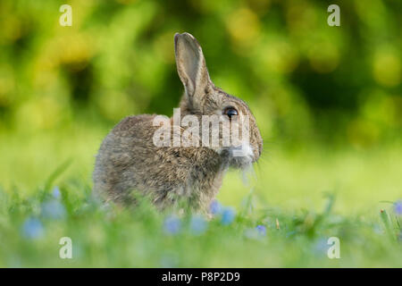 Kaninchen zupft Haar für ihr Nest Stockfoto