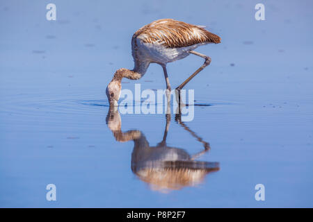 Anden Flamingo (Phoenicoparrus andinus) juvenile Nahrungssuche in Salt Lake Stockfoto