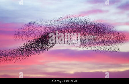 Große Herde von Flying gemeinsame Stare Stockfoto