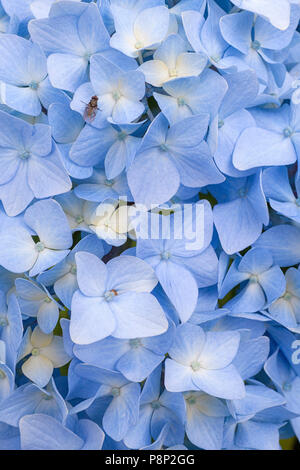 Bigleaf hydrangea in einer Schule Garten in Nijverdal Stockfoto