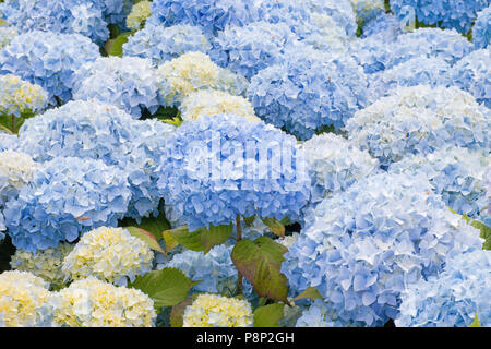 Bigleaf hydrangea in einer Schule Garten in Nijverdal Stockfoto