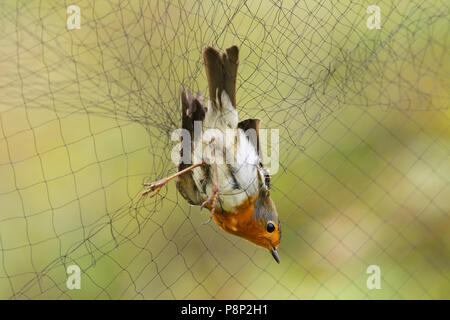 Europäische Robin gefangen in einem Nebel net Stockfoto