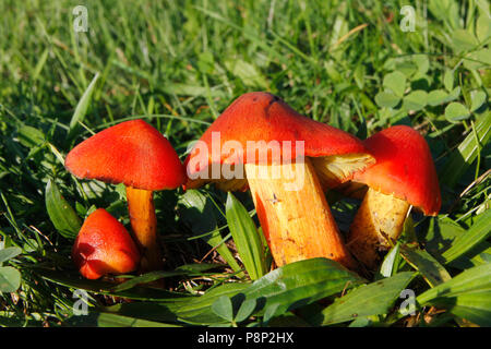 Eine Gruppe von Konischen schleimigen Caps im Grünland Stockfoto