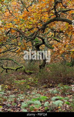 Braune Blätter im Herbst und bemoosten Zweigen der Pedunculate oak in der nordholländische Dünenreservat in Bergen. Stockfoto