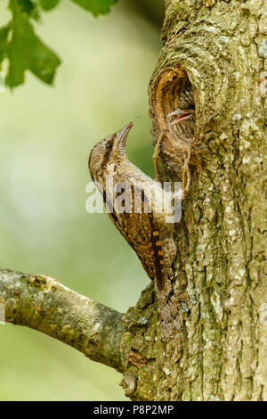 Wendehals und Junge an der nesthole in einer Eiche Stockfoto