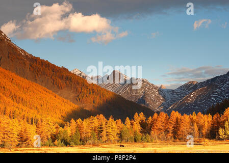 Larix decidua Europäische Lärche Stockfoto
