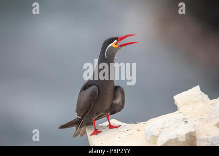 Inca Tern (Larosterna Inca) Berufung auf Klippe Stockfoto