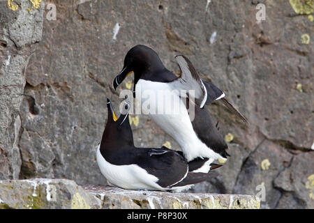 Paarung Tordalken auf birdcliff Stockfoto