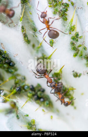 Holz Ameisen und Läuse Stockfoto