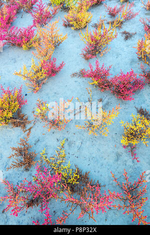 Saltwort im Herbst Stockfoto