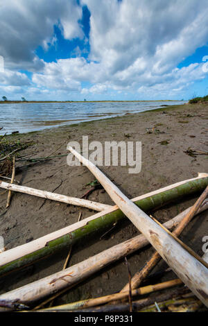 Branchen knawed von Biber entlang der Küste auf der Insel Tiengemeten in den Niederlanden Stockfoto