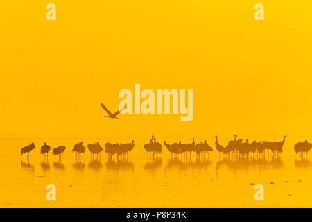 Gemeinsame Krane auf roost Website am frühen Morgen bei Sonnenaufgang in Hula Tal Stockfoto
