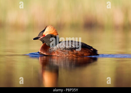 Schwimmen Horned Grebe auf Teich Stockfoto