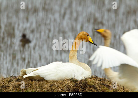 Singschwänen in Marsh am Nest site Stockfoto