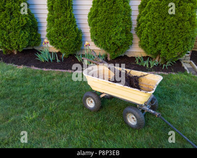 Ein toter Lebensbaum Baum in einer Schubkarre auf grünem Gras neben einer Reihe von gesunden Bäumen geparkt geladen Stockfoto