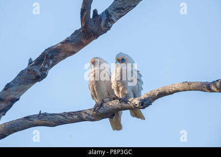 Little Corella (cacatua Sanguinea) Paar in Baum gehockt Stockfoto